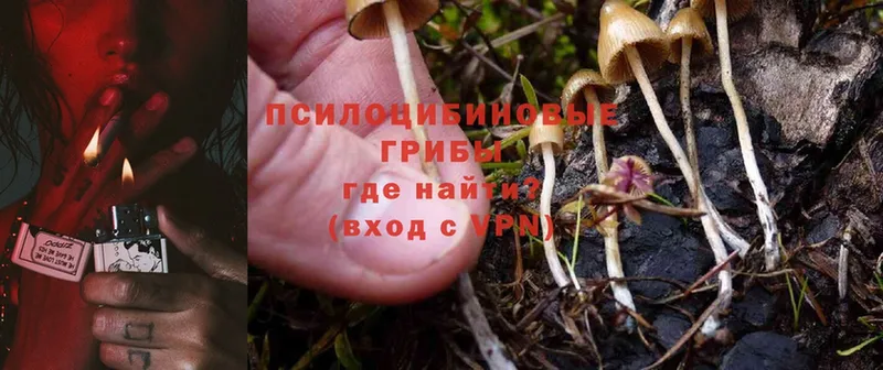 наркошоп  Лермонтов  Галлюциногенные грибы MAGIC MUSHROOMS 